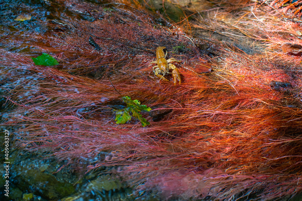 Gambero di fiume