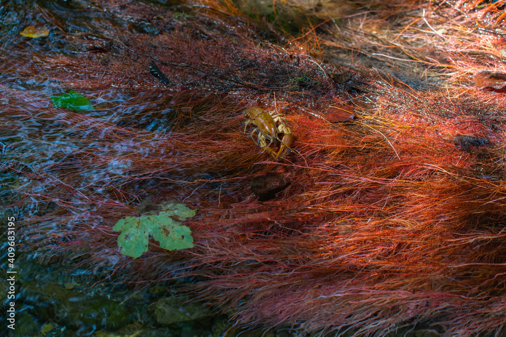 Gambero di fiume