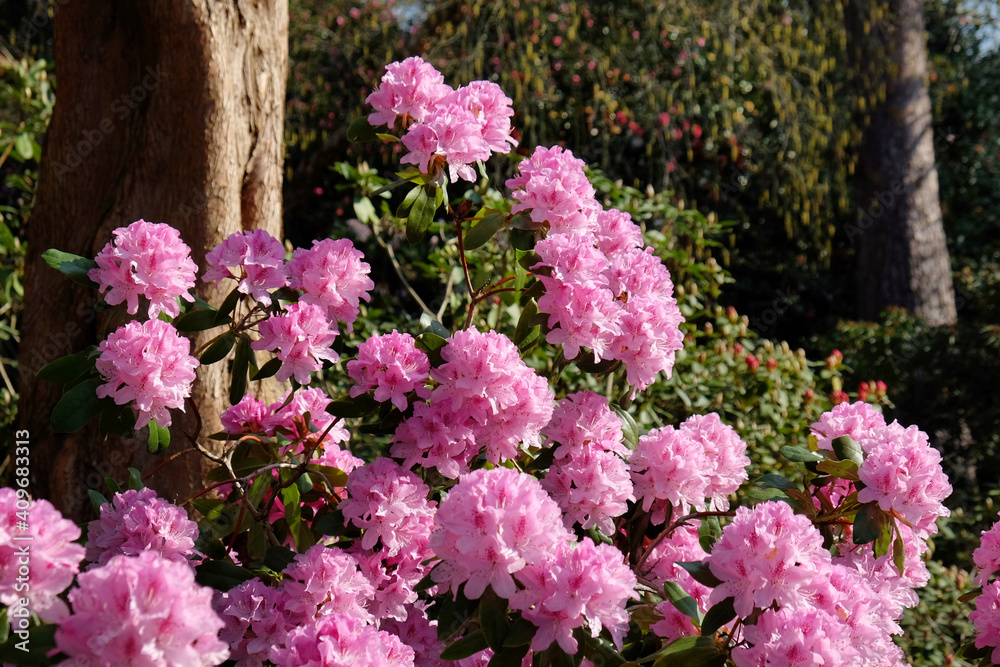 The pink blossom of Rhododendron scabrifolium var spiciferum in the spring sunshine The pink blossom of Rhododendron scabrifolium var spiciferum in the spring sunshine