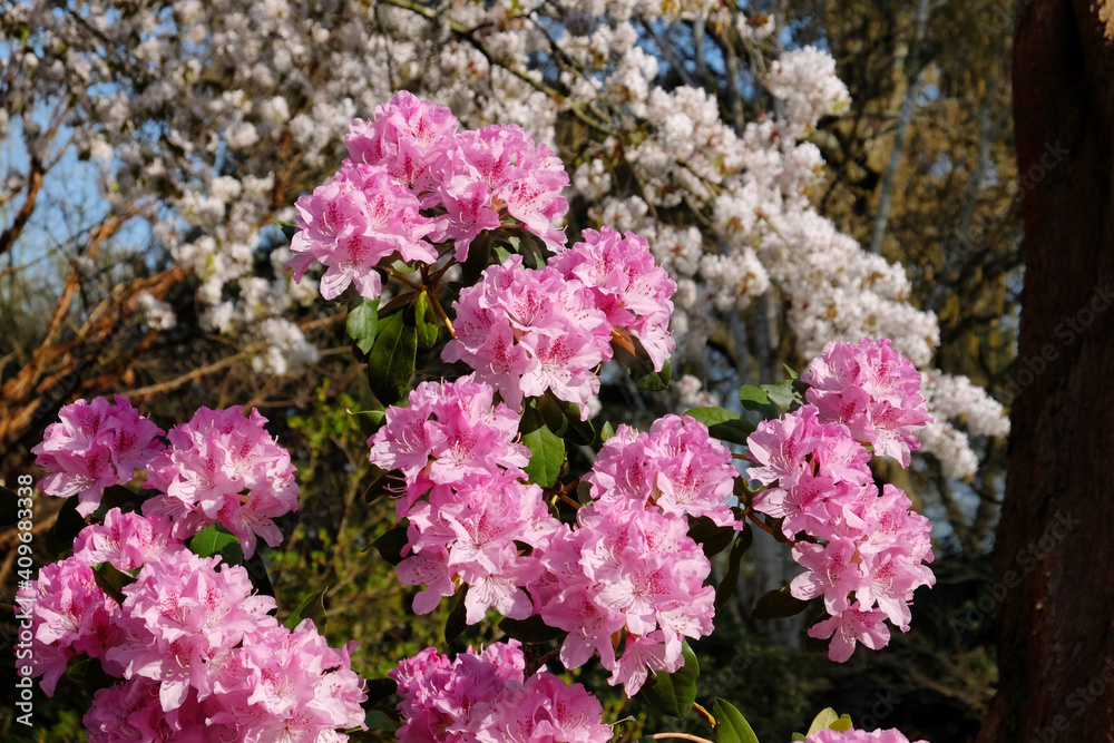 The pink blossom of Rhododendron scabrifolium var spiciferum in the spring sunshine The pink blossom of Rhododendron scabrifolium var spiciferum in the spring sunshine