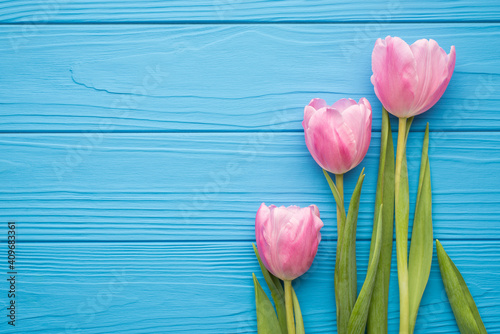 Top above flat lay overhead view photo of pastel color tulips on green steam lying on bright blue desk with blank empty space for text design