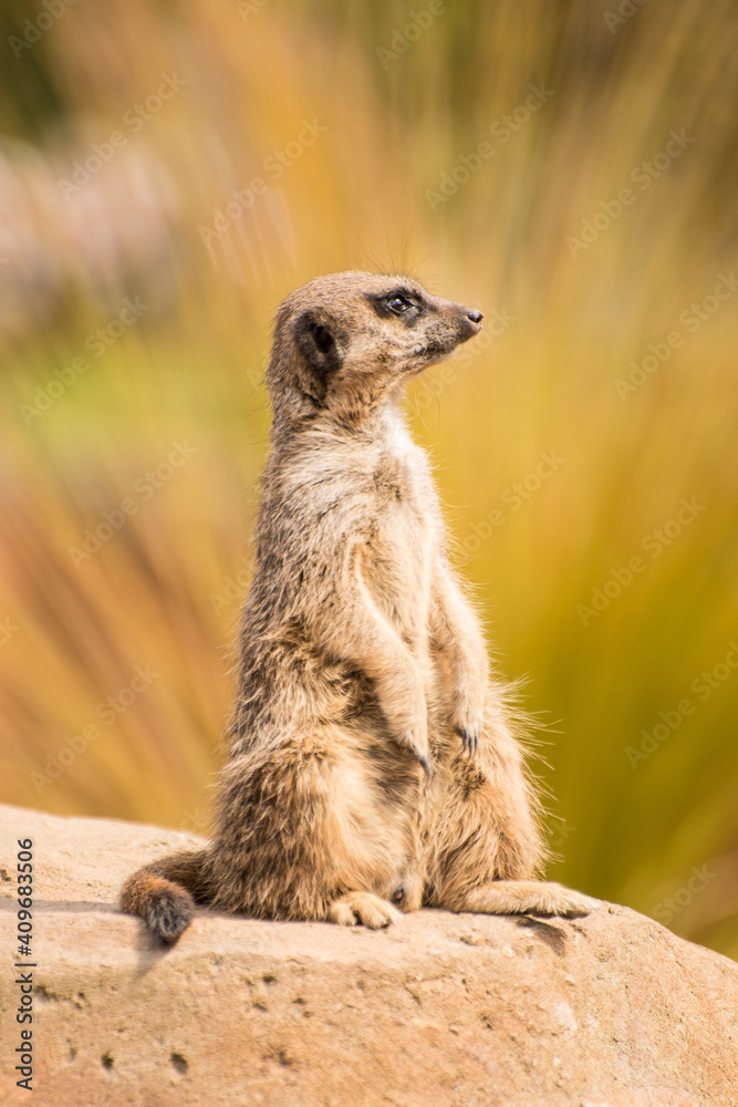 Fototapeta premium meerkat on guard