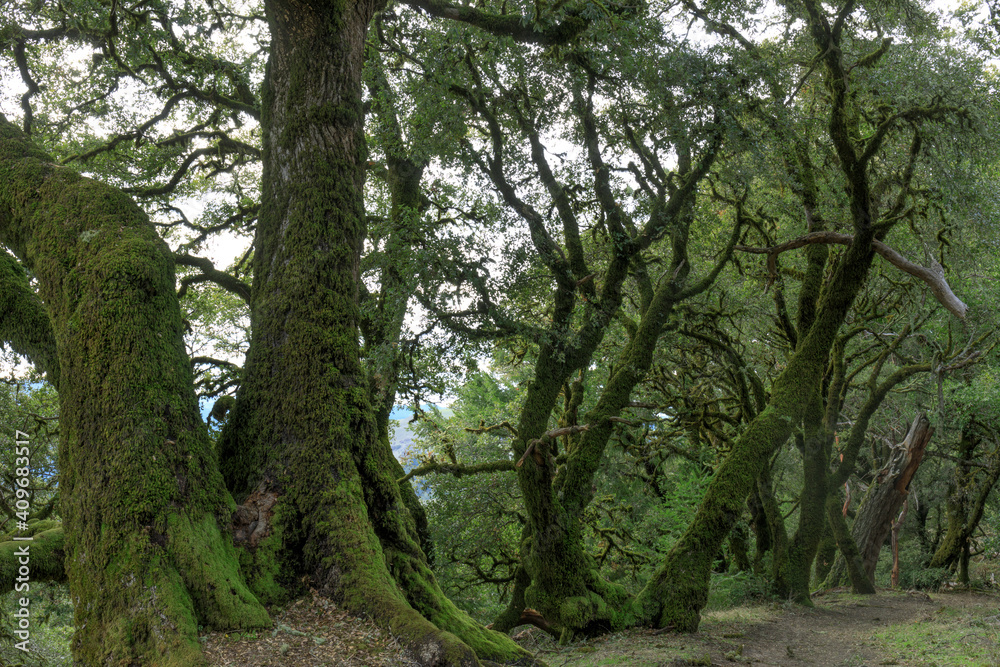 Ancient Canyon Live Oaks in Russian Ridge Preserve, San Mateo County, California, USA.
