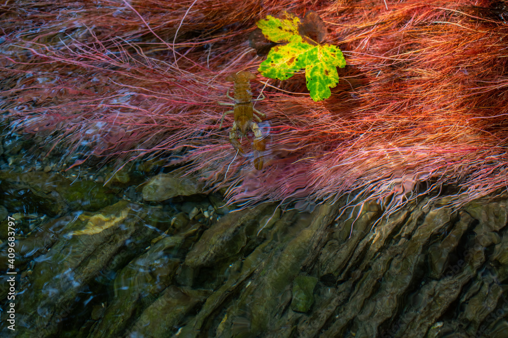 Gambero di fiume
