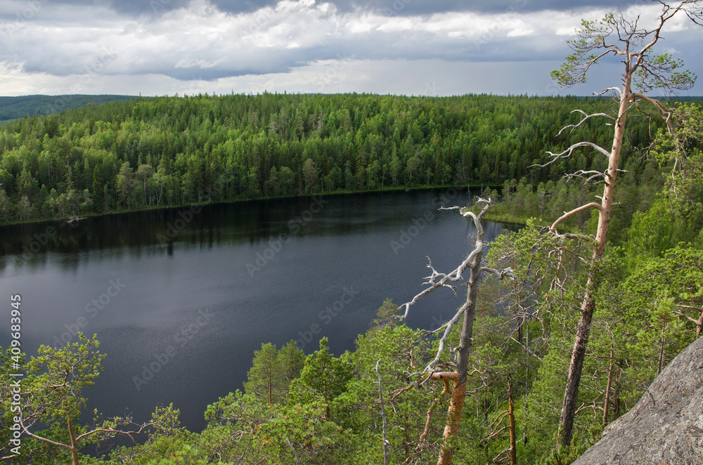 Obraz premium Forest on the shore of the northern lake