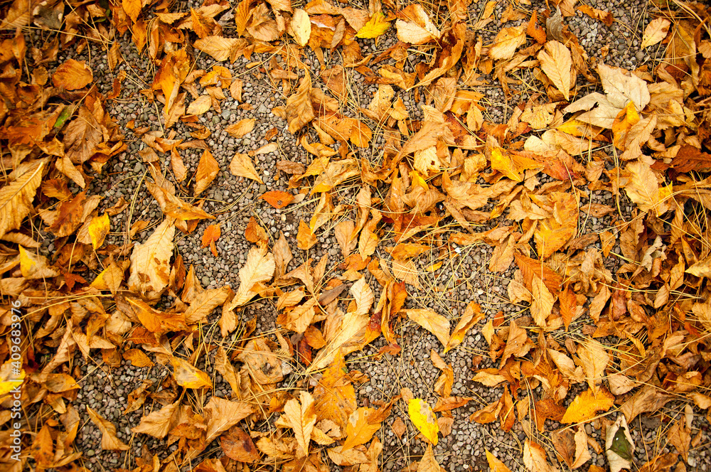 autumn leaves background autumn leaves background