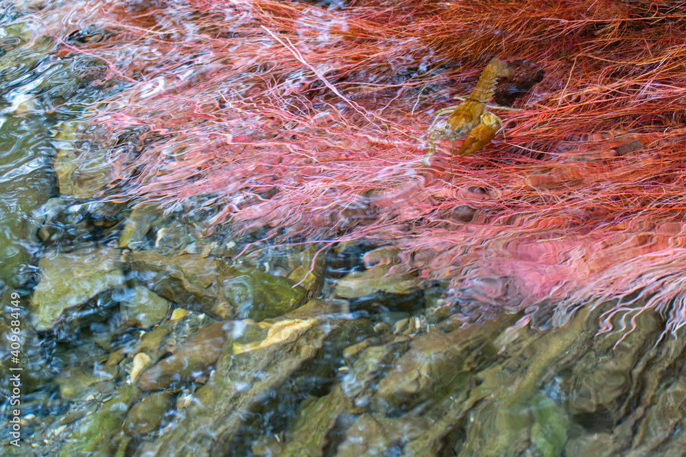 Gambero di fiume