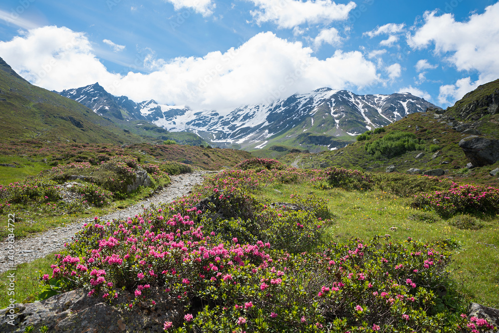 Malerische Berglandschaft am Dürrboden, Dischmatal mit blühenden Alpenrosen, Prättigau Schweiz