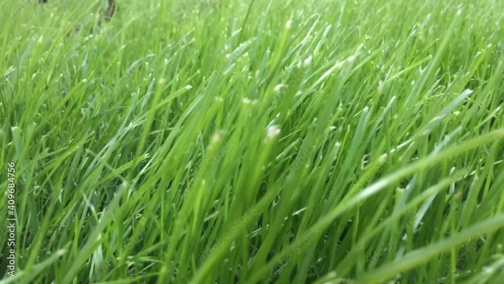 CLOSE-UP GREEN GRASS MOVED BY THE WIND, IN SUNLIGHT CLOSE-UP GREEN GRASS MOVED BY THE WIND, IN SUNLIGHT