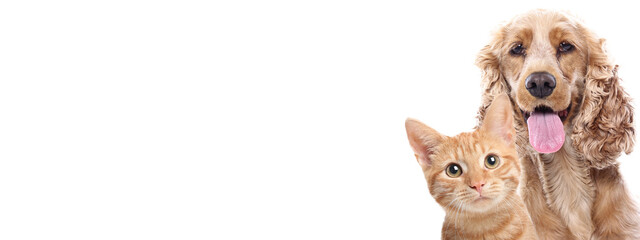 Lovely cat and dog