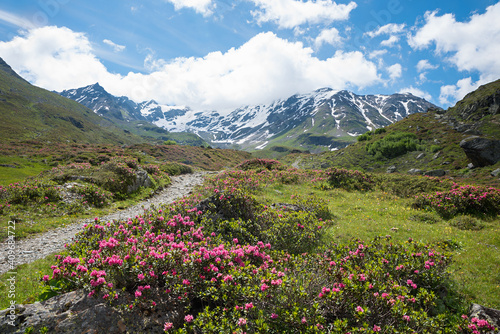 Malerische Berglandschaft am D  rrboden  Dischmatal mit bl  henden Alpenrosen  Pr  ttigau Schweiz