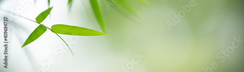 Closeup of green nature bamboo leaf on blurred greenery background in garden with bokeh and copy space using as background cover page concept.
