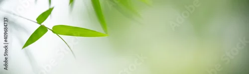 Obraz  z motywem Closeup of green nature bamboo leaf on blurred greenery background in garden with bokeh and copy space using as background cover page concept.
