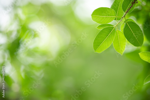 Beautiful nature view green leaf on blurred greenery background under sunlight with bokeh and copy space using as background natural plants landscape, ecology wallpaper concept. © Montri Thipsorn