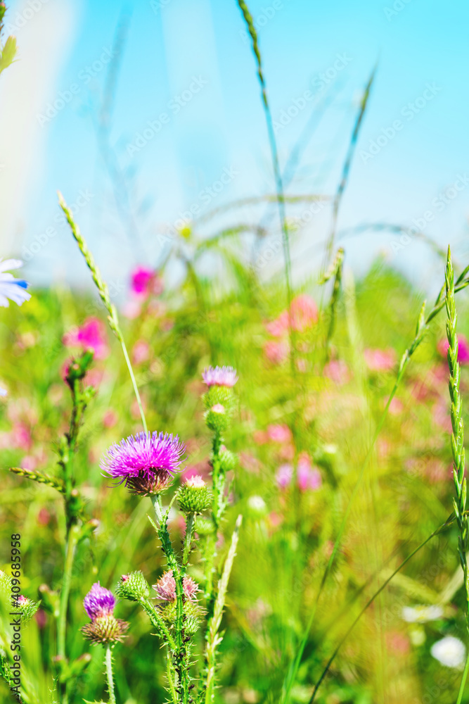 Obraz premium Beautiful wildflowers on a green meadow. Warm summer day.