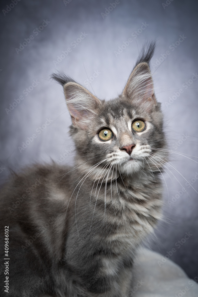cute blue tabby maine coon kitten sitting sideways on white fur looking at camera curiously on gray concrete style background with copy space