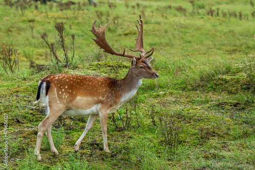 Fallow deer © dennis