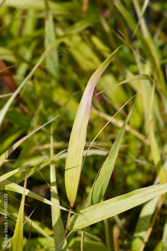 Hakone grass