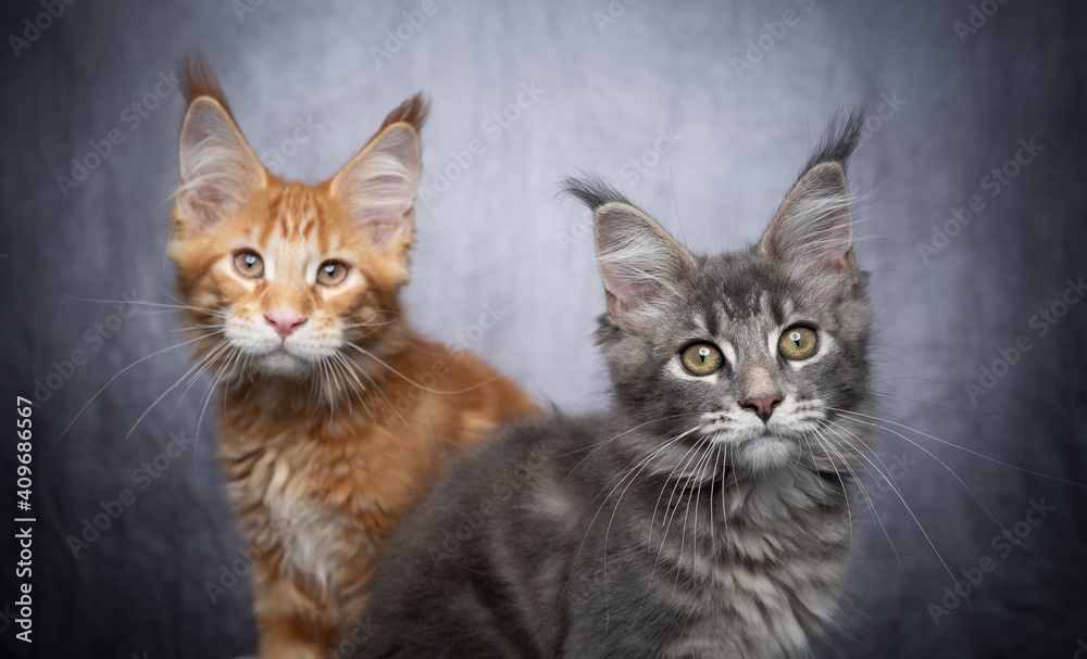 two different colored maine coon kittens side by side on gray concrete background with copy space two different colored maine coon kittens side by side on gray concrete background with copy space