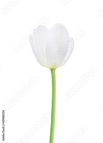 Tulip flower isolated on white background. Useful for beautiful floral design on holiday like 8 March (International Women day), Mother's day gift card, Easter