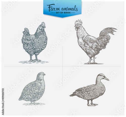 Set of illustrations of four birds: chicken, rooster, quail, and duck. Illustrations in the style of engraving.