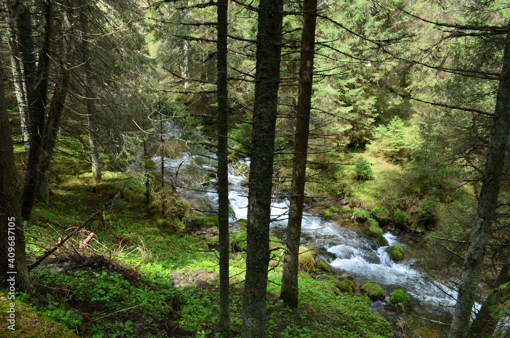 Obraz premium river in the spring forest