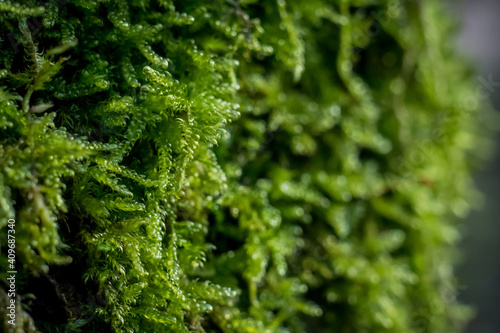 green moss background © JeanMatthieu