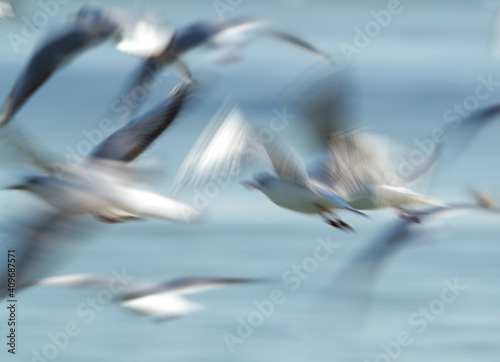A slow shutter motion blur photograph of Black-headed gulls flying at Tubli bay, Bahrain