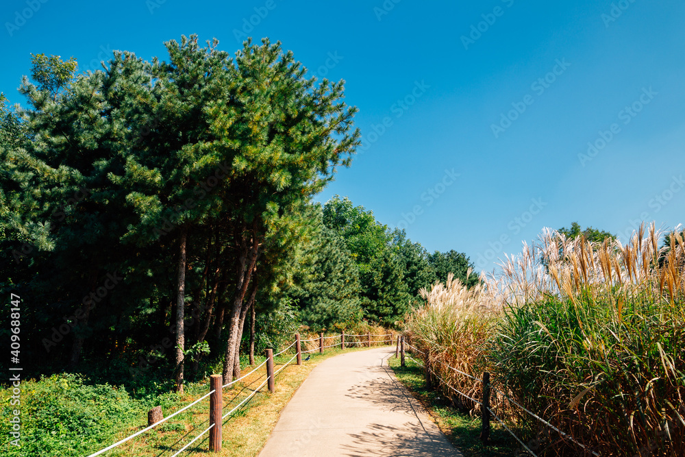 Olympic park green forest trail in Seoul, Korea Olympic park green forest trail in Seoul, Korea