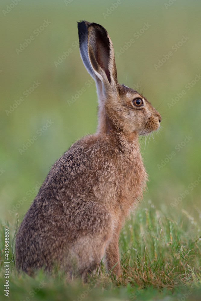 Fototapeta premium Feldhase