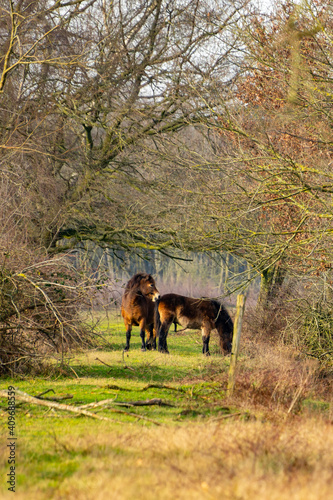 Two horses below a archway of trees.