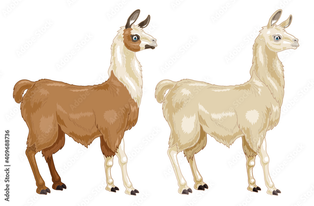 Llama cartoon illustration with 2 colors coat