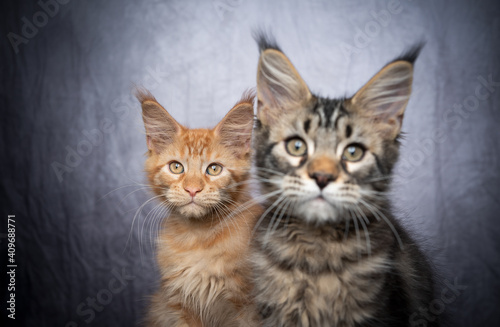 two different colored maine coon kittens side by side in front of gray concrete background with copy space