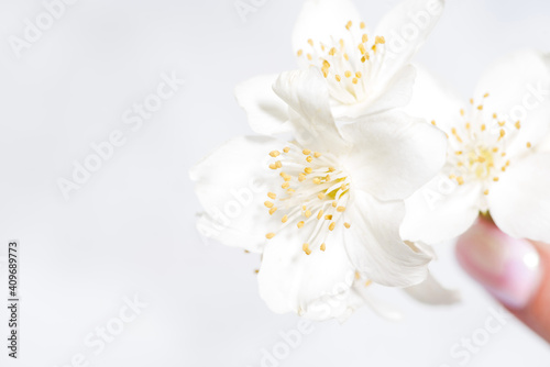 jasmine flower in hand and white background