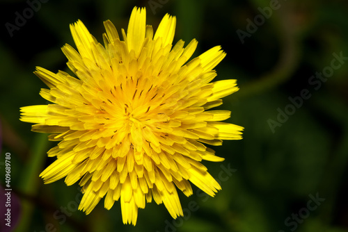 Yellow  fresh dandelion flower in spring.