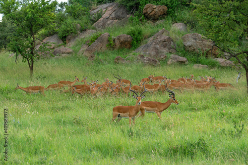 Impalas in Serengeti national park Tanzania during the rain © Иван Грабилин