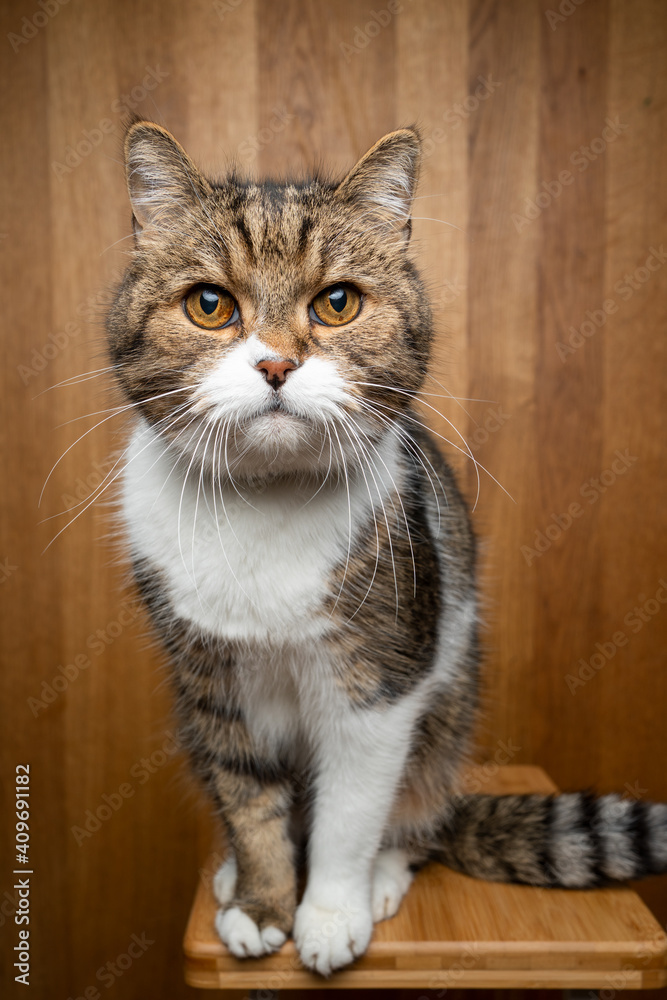 tabby white cat sitting on wooden background looking at camera curiously tabby white cat sitting on wooden background looking at camera curiously