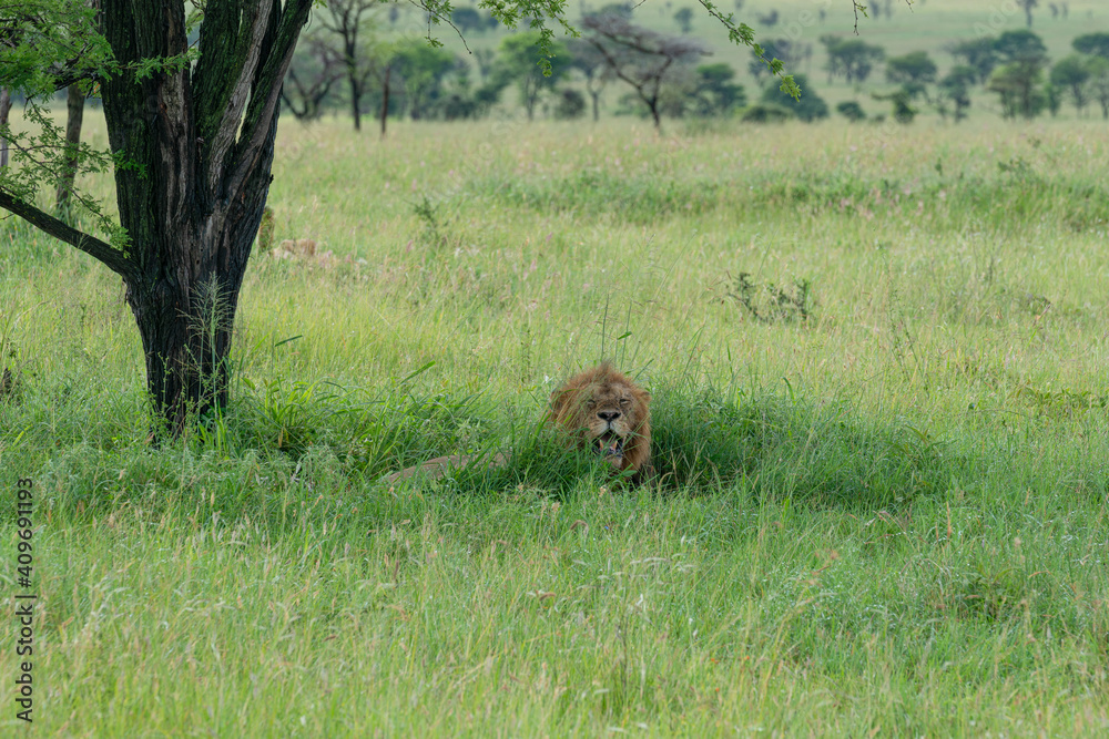 Lion king resting confident in the african savannah. Lion king resting confident in the african savannah.