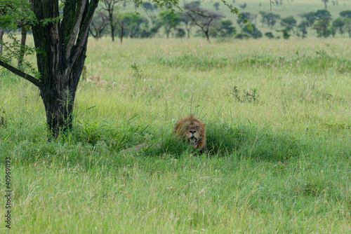 Lion king resting confident in the african savannah.