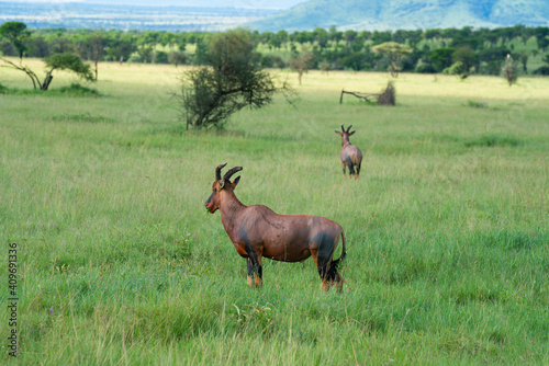 Waterbuck - Kobus ellipsiprymnus large antelope in Africa Tanzania