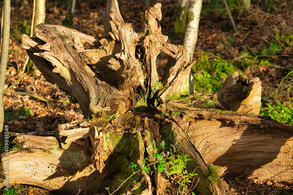stump stump