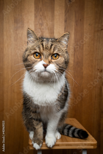 tabby white cat sitting on wooden background looking at camera with copy space