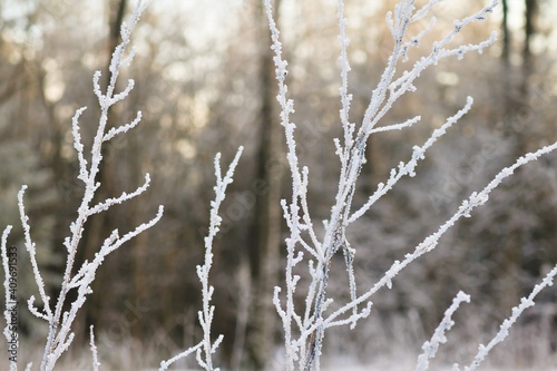 Frozen sticks in a Norwegian wood