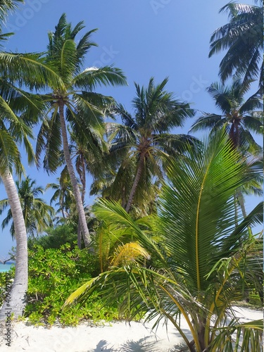 palm tree on the beach