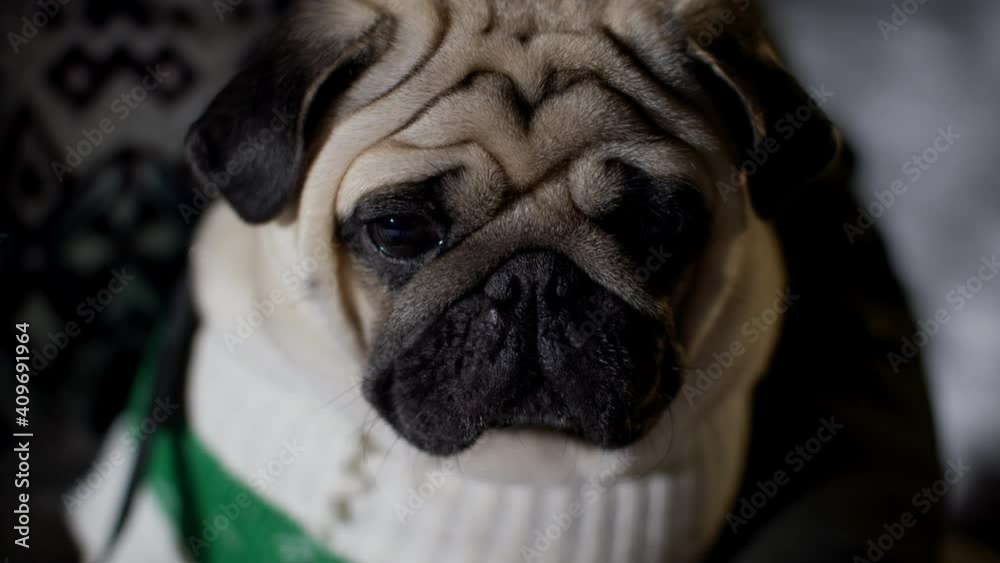 Close-up view of dog shivering with cold outdoors at wintertime. Owner holding adorable pug dog in funny knitted sweater at winter night Close-up view of dog shivering with cold outdoors at wintertime. Owner holding adorable pug dog in funny knitted sweater at winter night