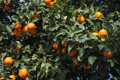 Orange tree with orange fruit in an orchard ready to be picked