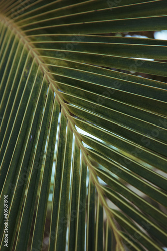 Palm leaves. A close up of a tree. Coconut palm. High quality photo