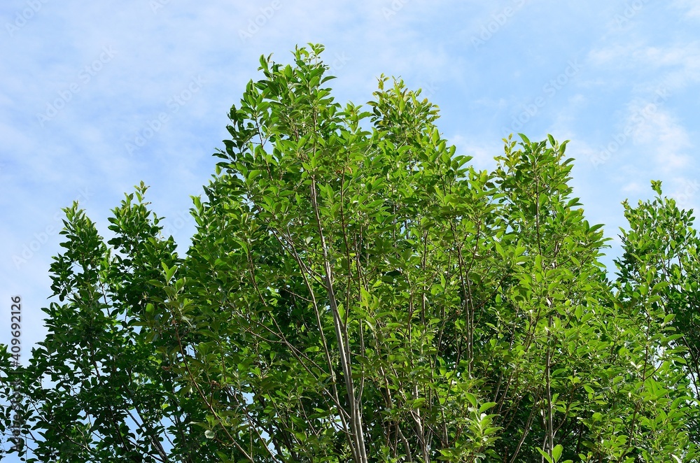 Fototapeta premium green leaves against blue sky