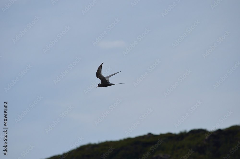 arctic tern bird flying over fjord looking for fish