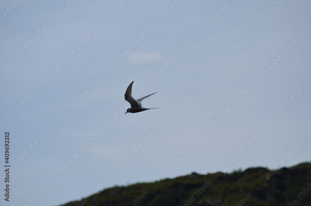 arctic tern bird flying over fjord looking for fish arctic tern bird flying over fjord looking for fish
